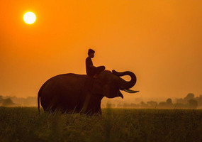 Притча о слоне и слепых мудрецах Image 1